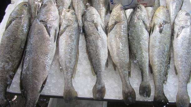 Selección de mariscos frescos