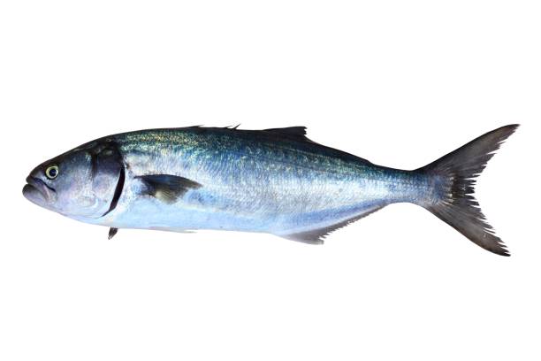 Pescado azul fresco en el mercado