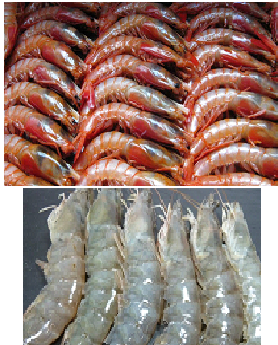 Mixtura Marina