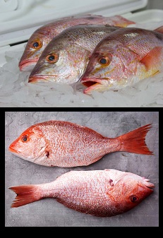 Pargo Rojo