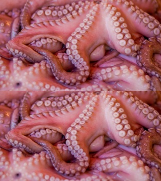 Pulpo Mexicano