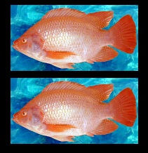 Mojarra Roja